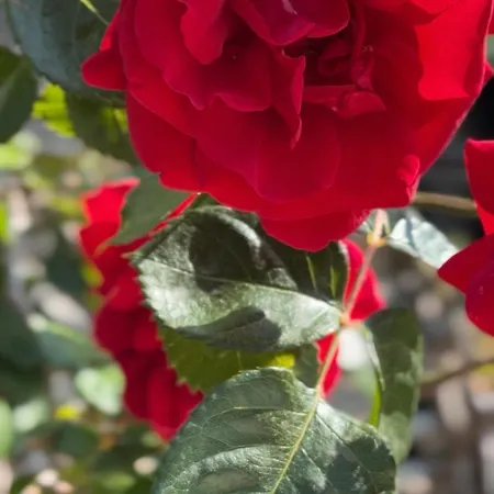 Xanthos 301 * 올루데니스