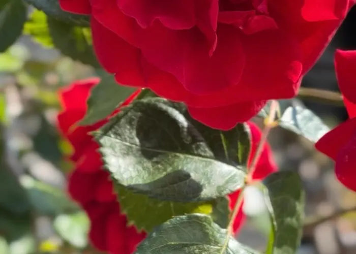 Xanthos 301 * Oludeniz