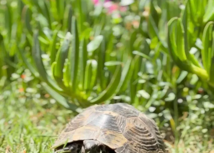 Xanthos 301 Vilă Oludeniz
